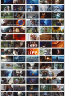 The Tree of Life